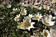 21 Dryas octopetala L. - Camedrio alpino